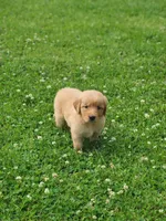 Raven , a female Golden Retriever for sale in Thorp, WI – 4 of 4