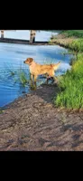 Blaze, a male Golden Retriever for sale in Thorp, WI – 5 of 5