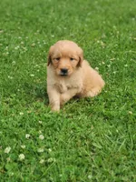 Raven , a female Golden Retriever for sale in Thorp, WI – 2 of 4