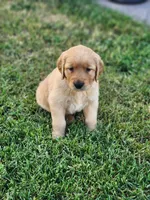 Rocco , a male Golden Retriever for sale in Thorp, WI – 3 of 5