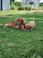 River, a female Golden Retriever for sale in Thorp, WI – 3 of 4
