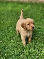 Raya , a female Golden Retriever for sale in Thorp, WI – 2 of 4