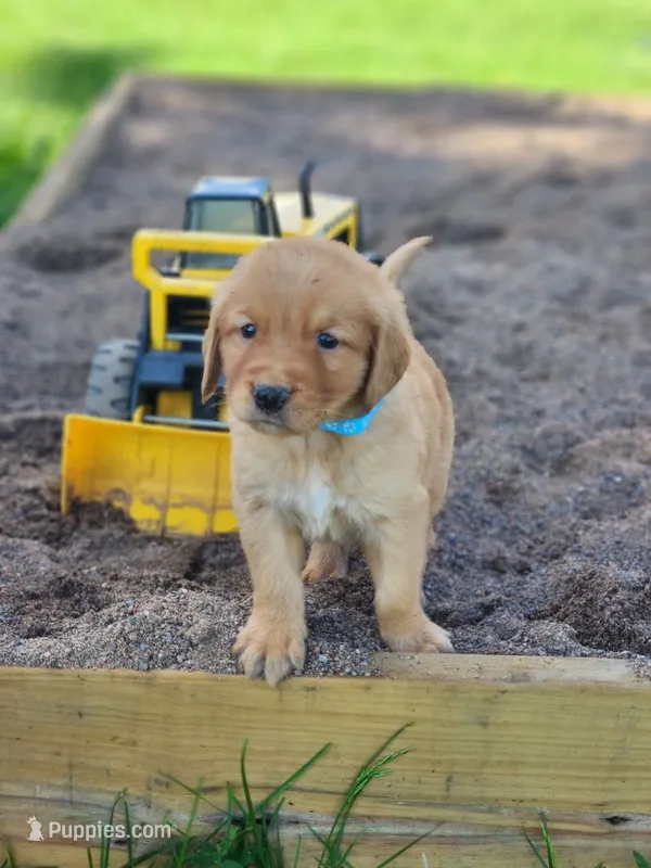Ryder  – Golden Retriever puppy for sale in Thorp, WI