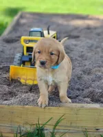 Ryder , a male Golden Retriever for sale in Thorp, WI – 1 of 3