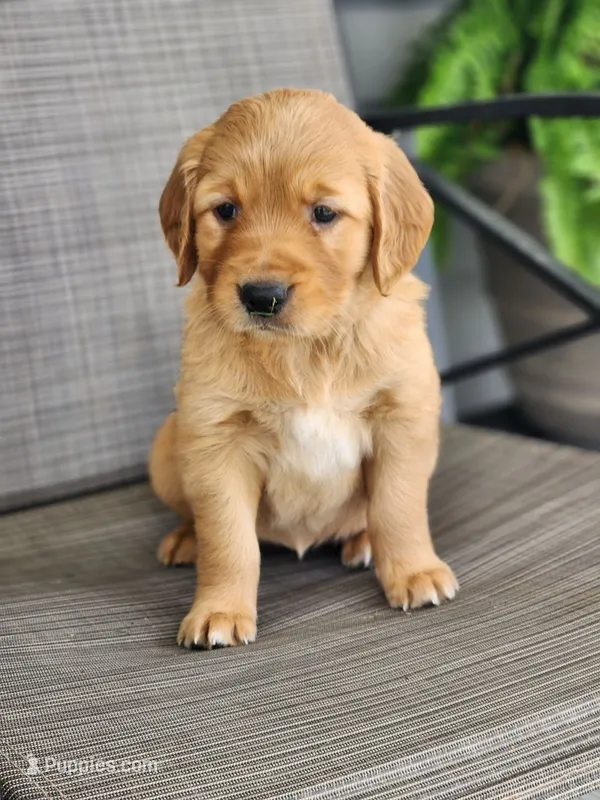 Rylee – Golden Retriever puppy for sale in Thorp, WI
