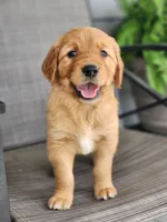 Rylee, a female Golden Retriever for sale in Thorp, WI – 2 of 5