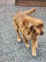 Rosy , a female Golden Retriever for sale in Thorp, WI – 5 of 5