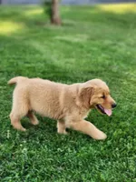 Rocco , a male Golden Retriever for sale in Thorp, WI – 7 of 7