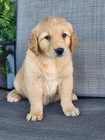 Rosy , a female Golden Retriever for sale in Thorp, WI – 4 of 5