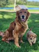 Rowdy, a male Golden Retriever for sale in Thorp, WI – 2 of 4