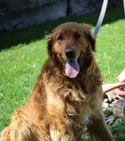 River, a female Golden Retriever for sale in Thorp, WI – 4 of 4