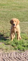 Blaze, a male Golden Retriever for sale in Thorp, WI – 2 of 5