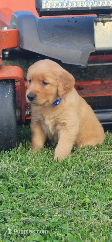 Rocco  – Golden Retriever puppy for sale in Thorp, WI