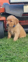 Rocco , a male Golden Retriever for sale in Thorp, WI – 1 of 5