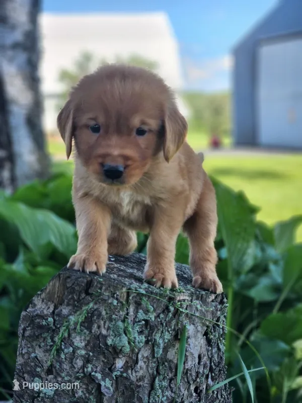 Ryder  – Golden Retriever puppy for sale in Thorp, WI