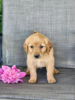 Roxy, a female Golden Retriever for sale in Thorp, WI – 2 of 4