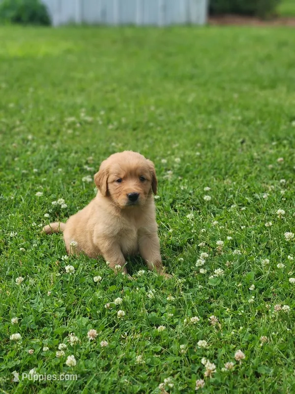 Raven  – Golden Retriever puppy for sale in Thorp, WI