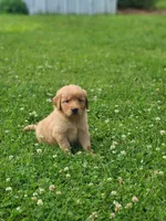Raven , a female Golden Retriever for sale in Thorp, WI – 1 of 4