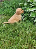 Raya , a female Golden Retriever for sale in Thorp, WI – 4 of 4