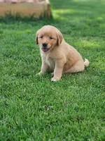 River, a female Golden Retriever for sale in Thorp, WI – 2 of 4