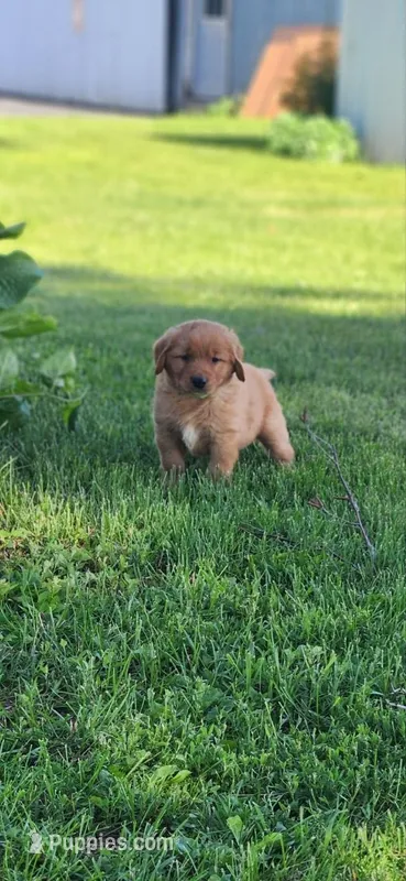 Rowdy – Golden Retriever puppy for sale in Thorp, WI