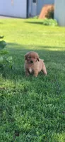 Rowdy, a male Golden Retriever for sale in Thorp, WI – 1 of 4