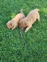 Roxy, a female Golden Retriever for sale in Thorp, WI – 4 of 4