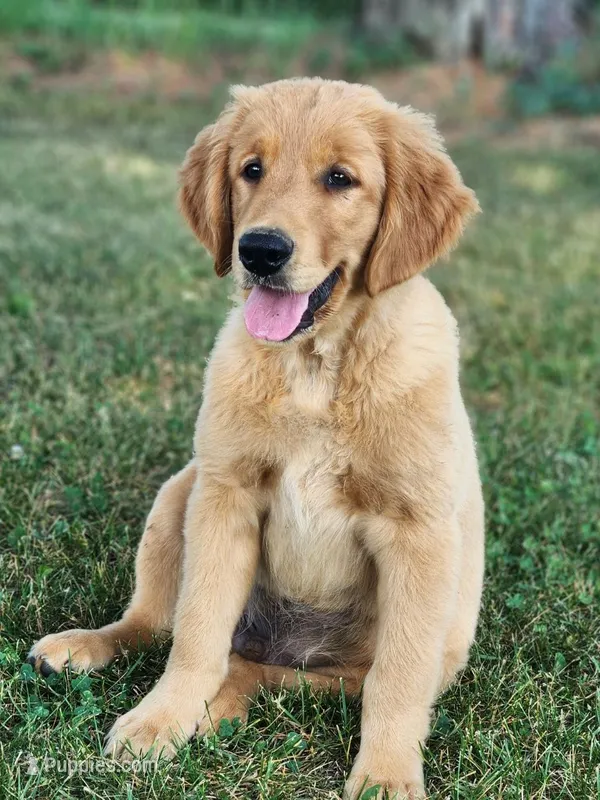 Blaze – Golden Retriever puppy on hold in Thorp, WI