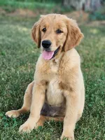 Blaze, a male Golden Retriever for sale in Thorp, WI – 1 of 5