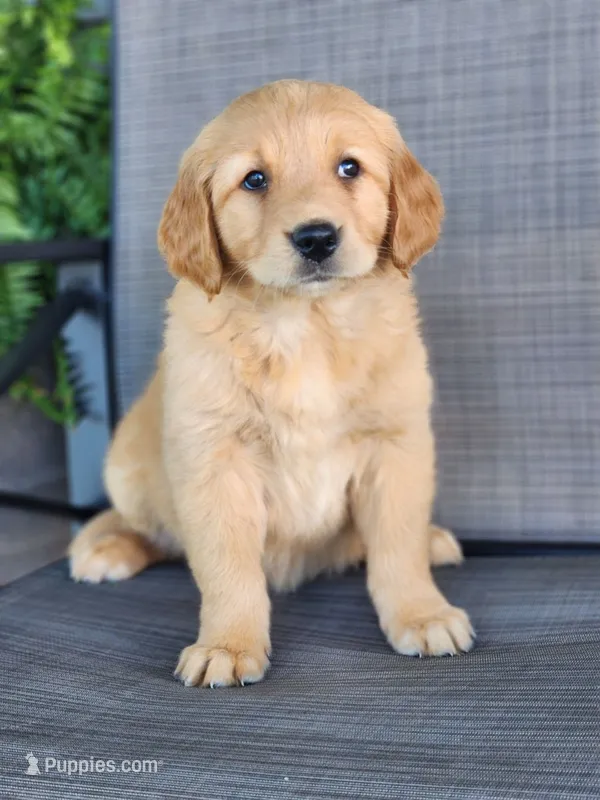 Rosy  – Golden Retriever puppy for sale in Thorp, WI