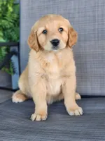 Rosy , a female Golden Retriever for sale in Thorp, WI – 1 of 5