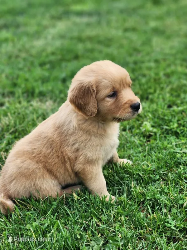 River – Golden Retriever puppy for sale in Thorp, WI
