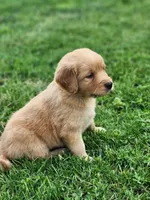 River, a female Golden Retriever for sale in Thorp, WI – 1 of 4
