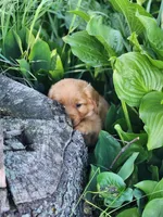 Rowdy, a male Golden Retriever for sale in Thorp, WI – 3 of 4