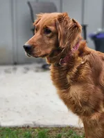 Raven , a female Golden Retriever for sale in Thorp, WI – 3 of 4