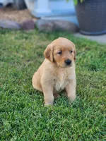 Rocco , a male Golden Retriever for sale in Thorp, WI – 2 of 5