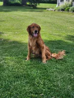 River, a female Golden Retriever for sale in Thorp, WI – 3 of 3