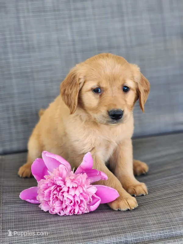 Roxy – Golden Retriever puppy for sale in Thorp, WI