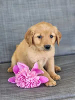 Roxy, a female Golden Retriever for sale in Thorp, WI – 1 of 4