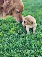 Ryder , a male Golden Retriever for sale in Thorp, WI – 2 of 3