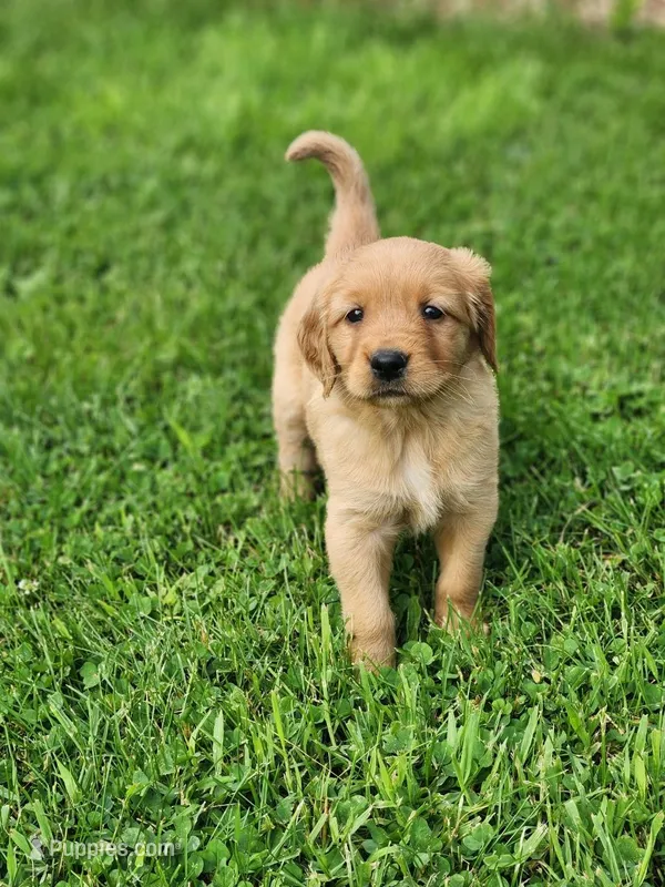 Raya  – Golden Retriever puppy for sale in Thorp, WI