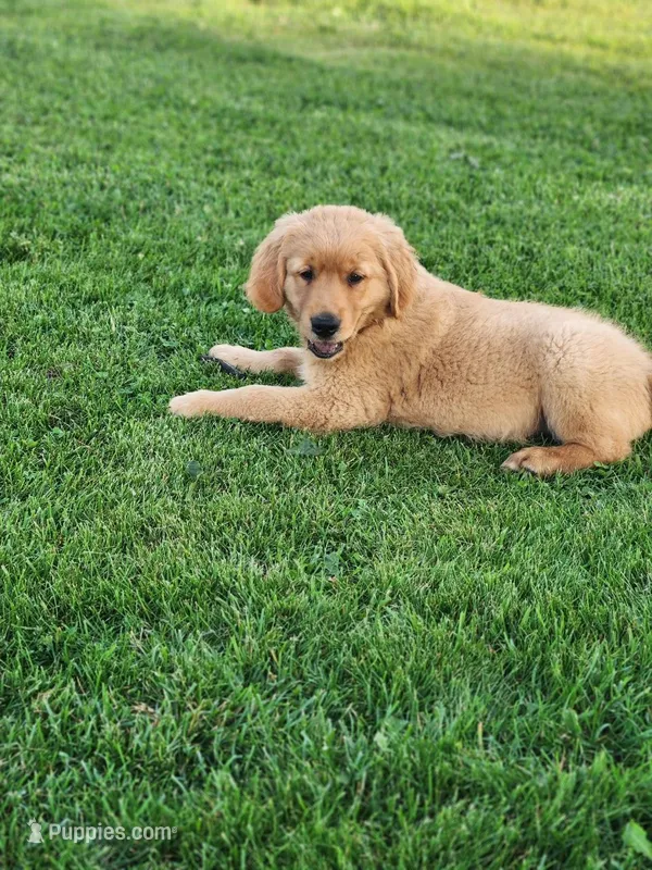 Rocco  – Golden Retriever puppy for sale in Thorp, WI