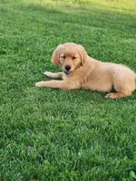 Rocco , a male Golden Retriever for sale in Thorp, WI – 1 of 7