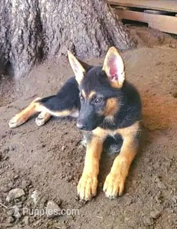 Spicy  – German Shepherd Dog, Siberian Husky puppy for sale in Soddy Daisy, TN