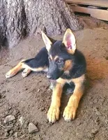 Spicy , a female German Shepherd Dog and Siberian Husky for sale in Soddy Daisy, TN – 1 of 1