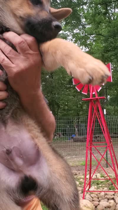 Pronto, a male German Shepherd Dog and Siberian Husky for sale in Soddy Daisy, TN – 5 of 5