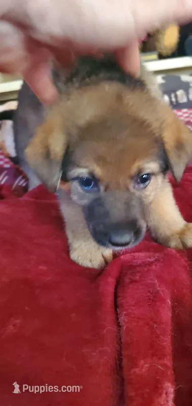 Karla – German Shepherd Dog, Siberian Husky puppy for sale in Soddy Daisy, TN