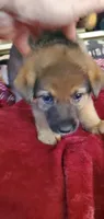 Karla, a female German Shepherd Dog and Siberian Husky for sale in Soddy Daisy, TN – 1 of 1
