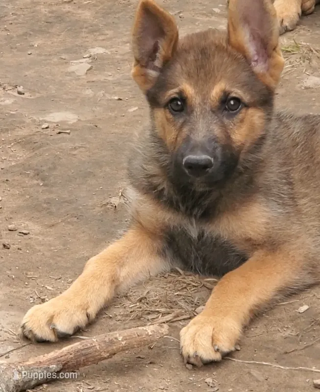Pronto – German Shepherd Dog, Siberian Husky puppy for sale in Soddy Daisy, TN