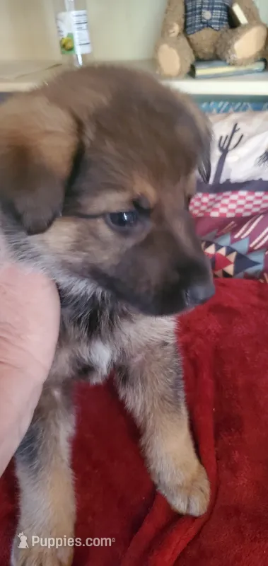 Tonto – German Shepherd Dog, Siberian Husky puppy for sale in Soddy Daisy, TN